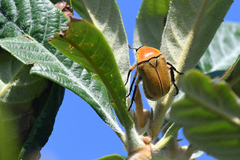 Aphanesthes succinea