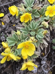 Potentilla acaulis