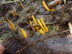 Clavulinopsis amoena