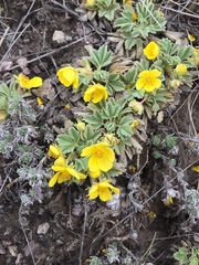 Potentilla acaulis
