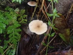Entoloma aromaticum