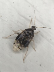 Deraeocoris aphidiphagus