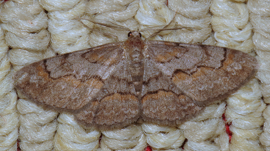 Large Purplish Gray