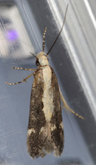 Aroga paraplutella