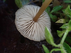 Entoloma aromaticum