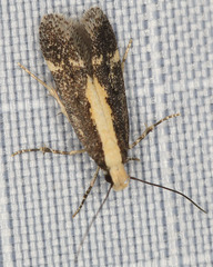 Aroga paraplutella