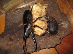 Dynastes septentrionalis