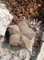 Astrophytum