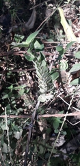 Tetramerium nervosum