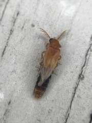 Distremocephalus texanus