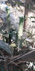 Tetramerium nervosum