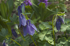 Aquilegia flabellata