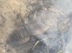 Lacunicambarus nebrascensis