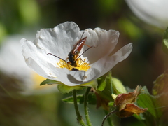 Neobellamira delicata