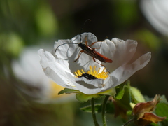 Neobellamira delicata