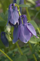 Aquilegia flabellata
