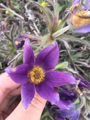 Pulsatilla turczaninovii