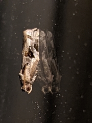 Archips grisea