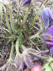 Pulsatilla turczaninovii