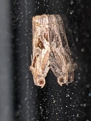 Archips grisea