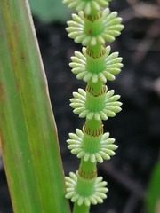 Equisetum pratense image
