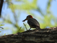 Melanerpes aurifrons