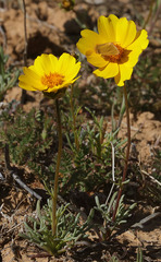 Xanthothrix ranunculi