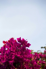 Bougainvillea