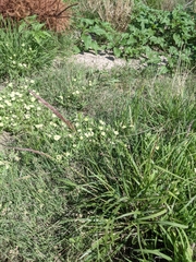 Pappophorum bicolor