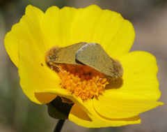 Xanthothrix ranunculi