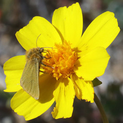 Xanthothrix ranunculi