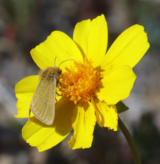 Xanthothrix ranunculi