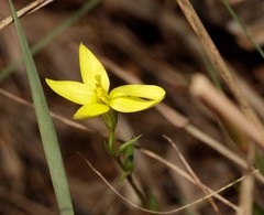 Sebaea leiostyla