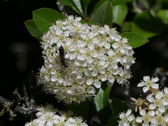 Callimoxys fuscipennis