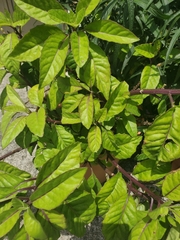 Gynura divaricata