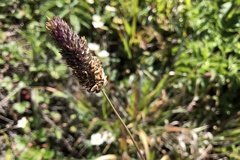 Phalaris californica