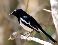 Copsychus albospecularis