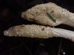 Cordyceps cranstounii