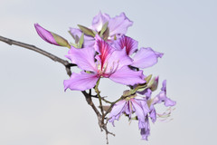 Bauhinia variegata