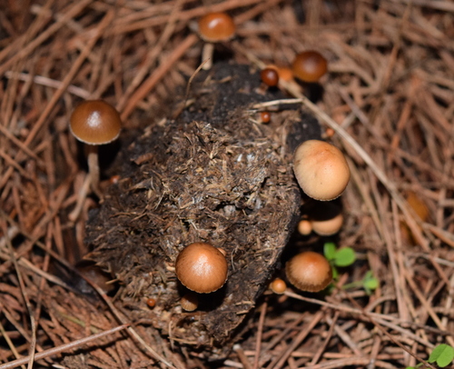 dung-loving Deconica