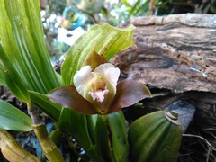 Maxillariinae