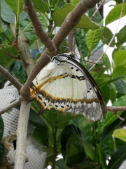 Polyura nepenthes