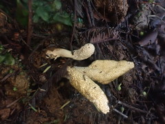 Cordyceps cranstounii