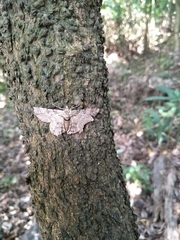 Lepidoptera