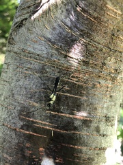 Stenorhopalus gracilipes