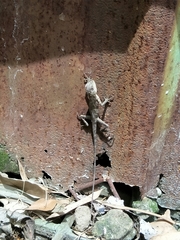 Diploderma swinhonis