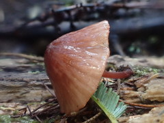 Mycena kurramulla