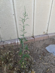 Chenopodium pratericola