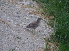 Nycticorax nycticorax
