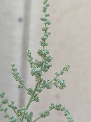 Chenopodium pratericola